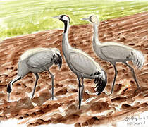 Common Crane