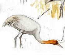 Common Crane