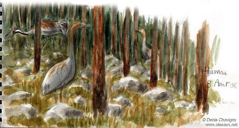 Common Crane, habitat