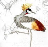 Grey Crowned Crane