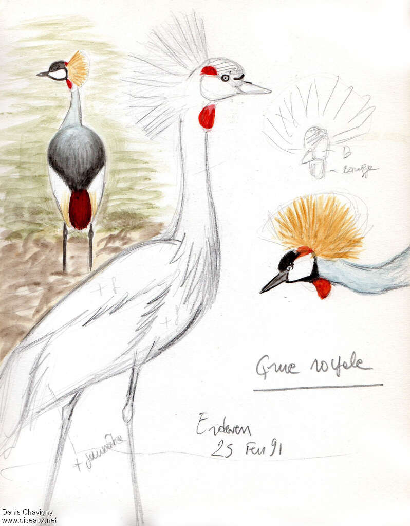 Grey Crowned Craneadult