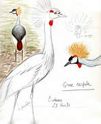 Grey Crowned Crane