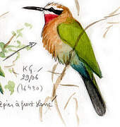 White-fronted Bee-eater