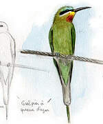 Blue-tailed Bee-eater