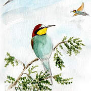 European Bee-eater