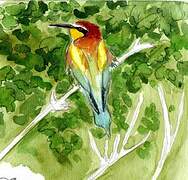 European Bee-eater