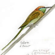 Green Bee-eater