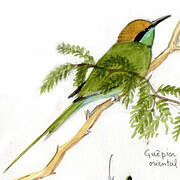 Green Bee-eater