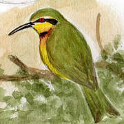 Little Bee-eater