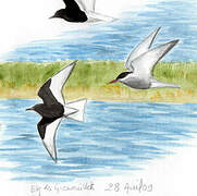 White-winged Tern