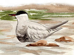 Whiskered Tern