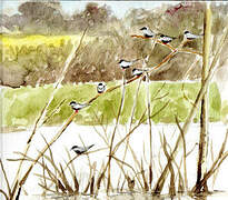 Whiskered Tern