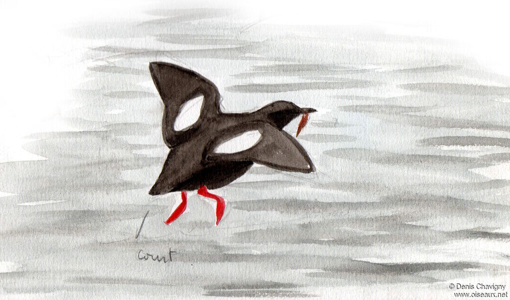 Black Guillemotadult breeding, Reproduction-nesting