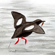 Black Guillemot