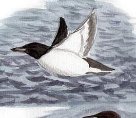 Guillemot de Brünnich