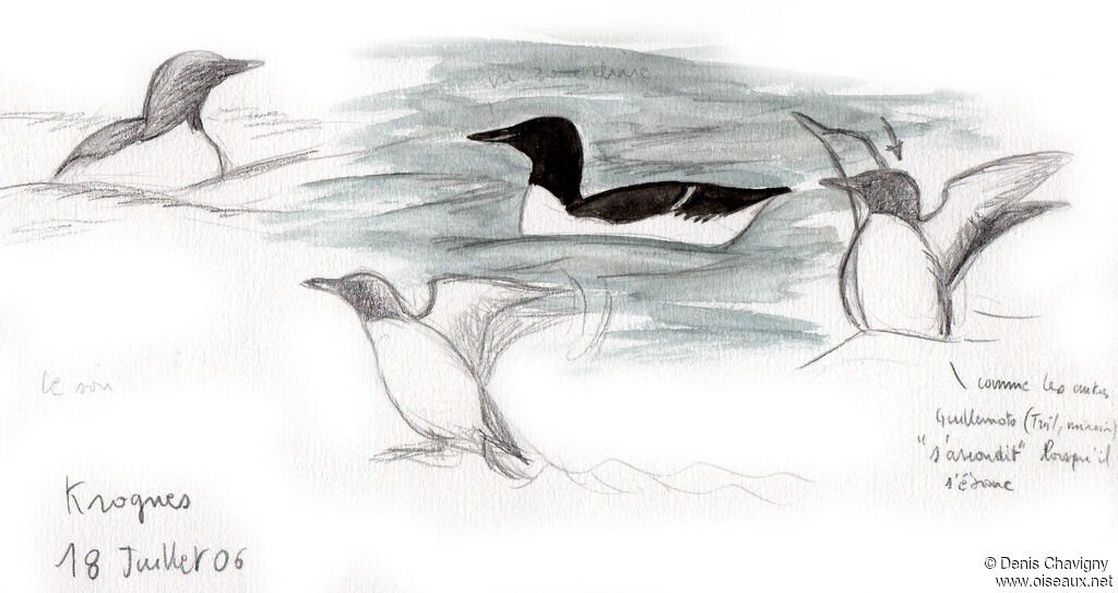 Thick-billed Murre