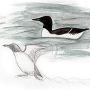 Guillemot de Brünnich