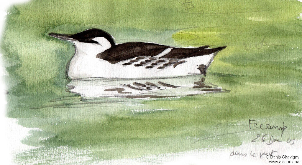 Common Murre, identification