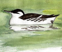 Common Murre