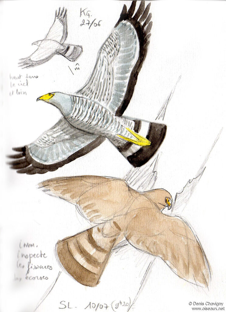 African Harrier-Hawkadult, Flight