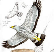 African Harrier-Hawk