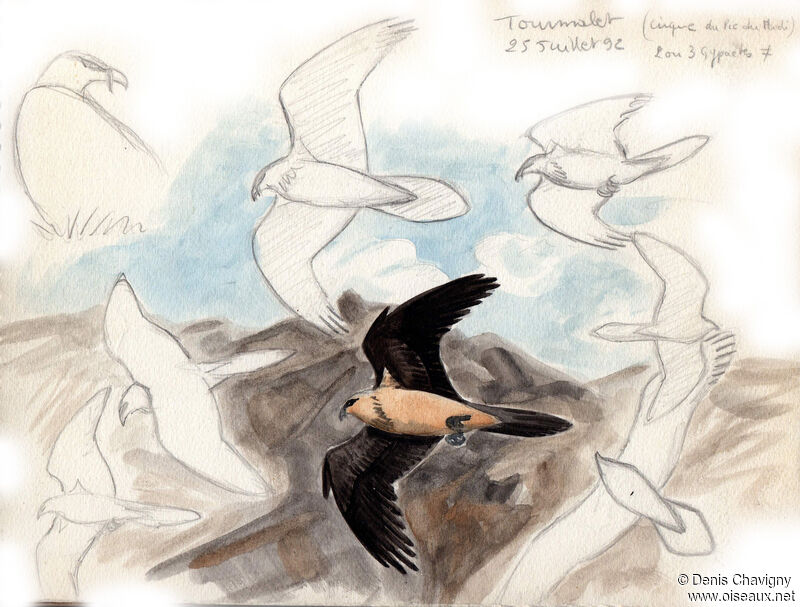 Bearded Vultureadult, habitat, Flight