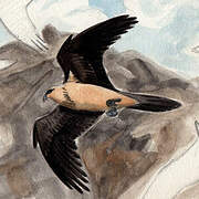 Bearded Vulture