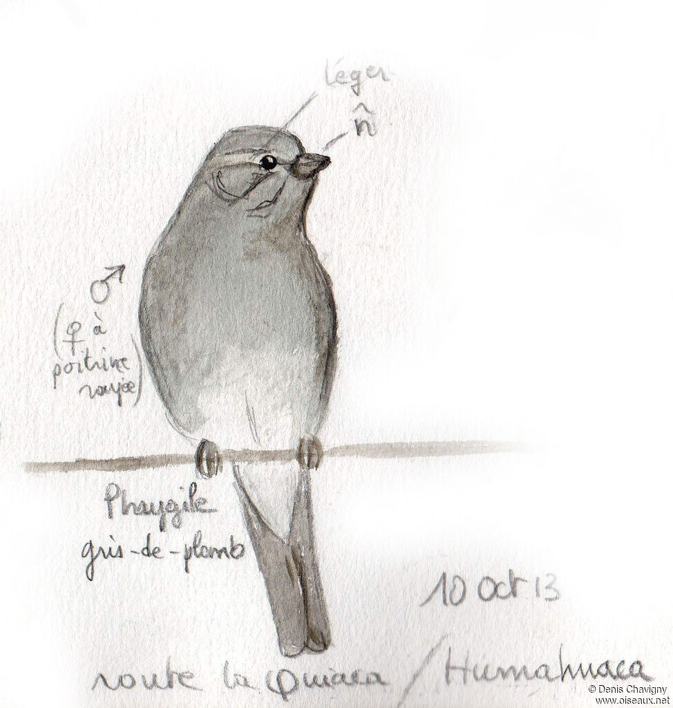 Plumbeous Sierra Finch male, adult, identification