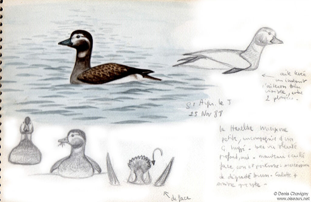 Long-tailed Duck