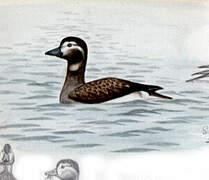 Long-tailed Duck