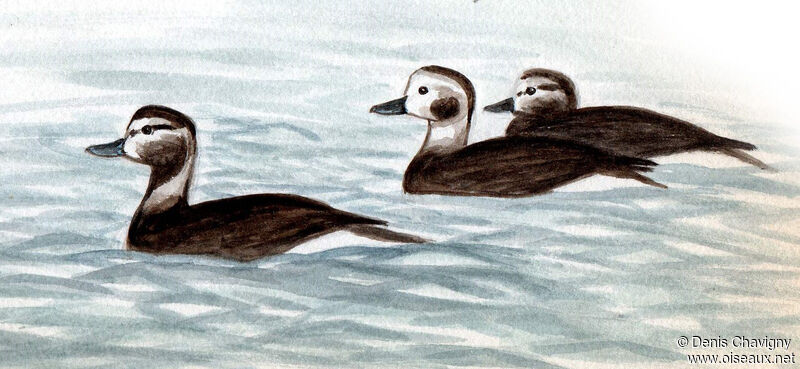 Long-tailed Duck, habitat