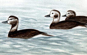 Long-tailed Duck