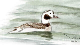 Long-tailed Duck