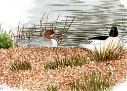 Common Merganser