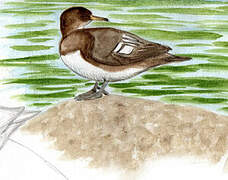 Hooded Merganser