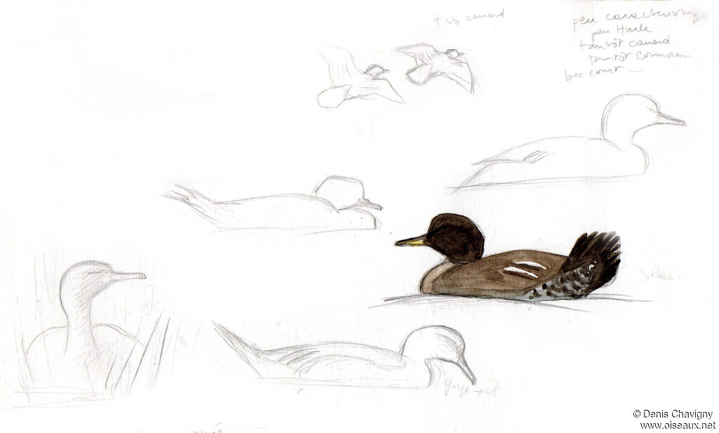 Hooded Merganser