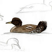 Hooded Merganser