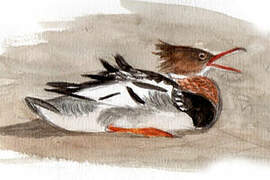 Red-breasted Merganser