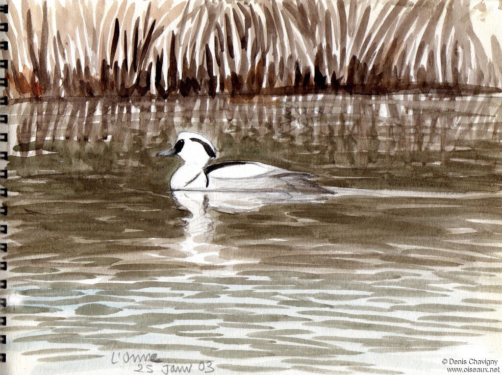 Smew male adult, identification