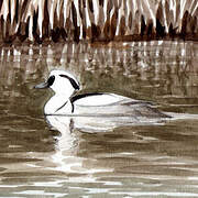 Smew