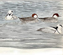 Smew