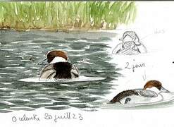 Smew