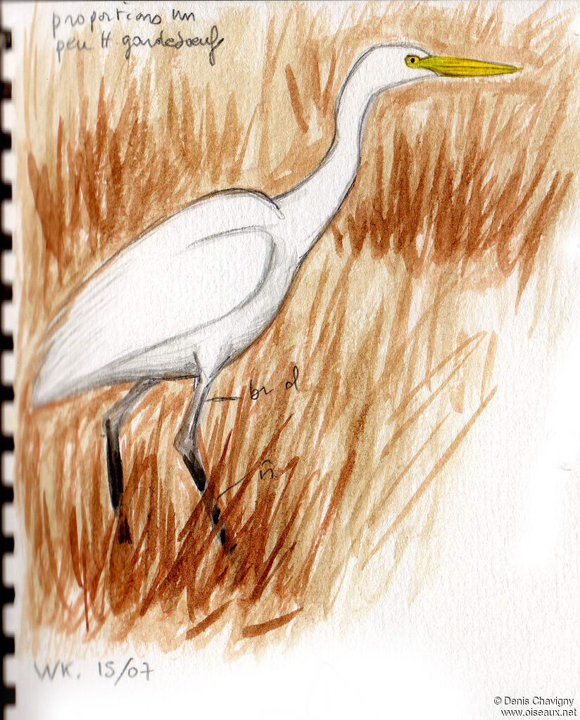 Yellow-billed Egret, habitat