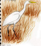 Yellow-billed Egret
