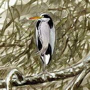 Grey Heron