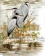 Grey Heron