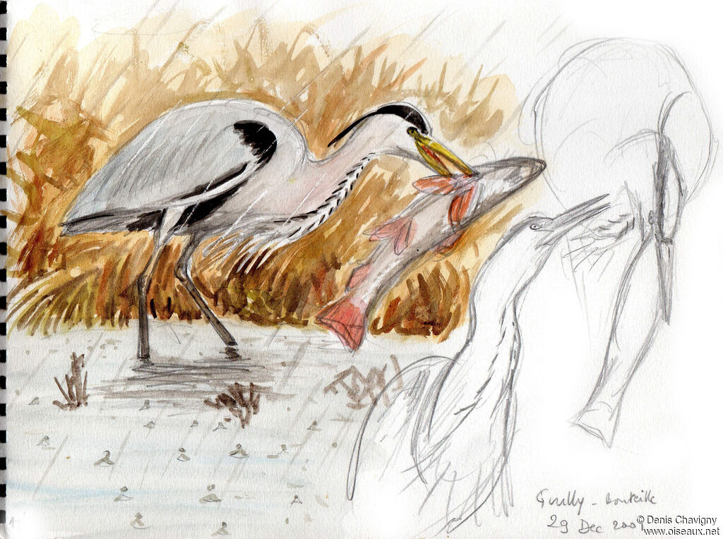 Grey Heronadult, eats