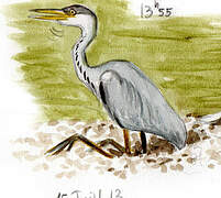 Grey Heron