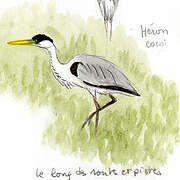 Cocoi Heron