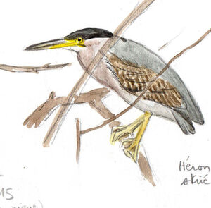 Héron des mangroves